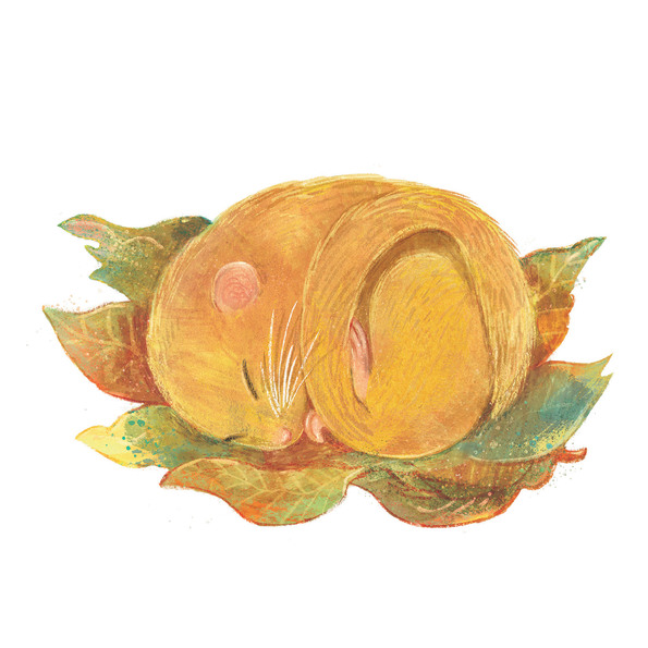 Dormouse Orienteering