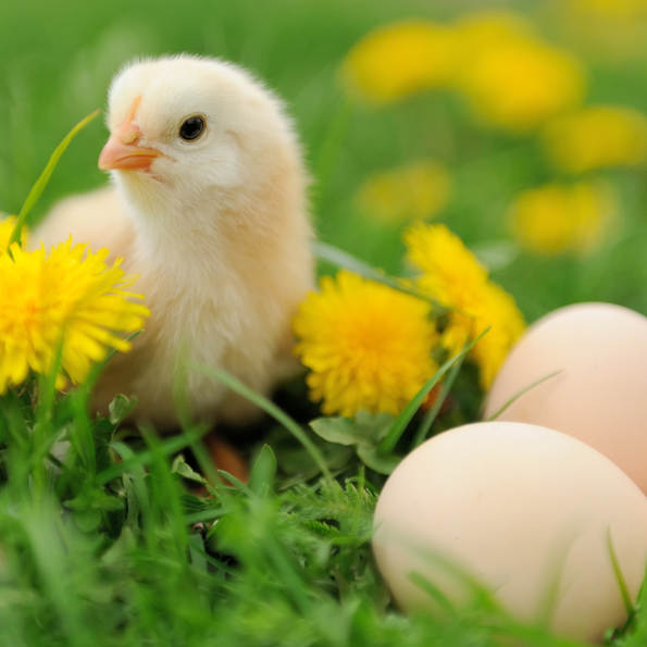 Eggs-travaganza Easter hunt