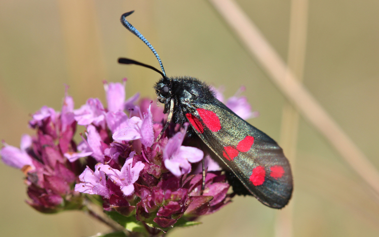 A red and black butterfly sat on a pink flower