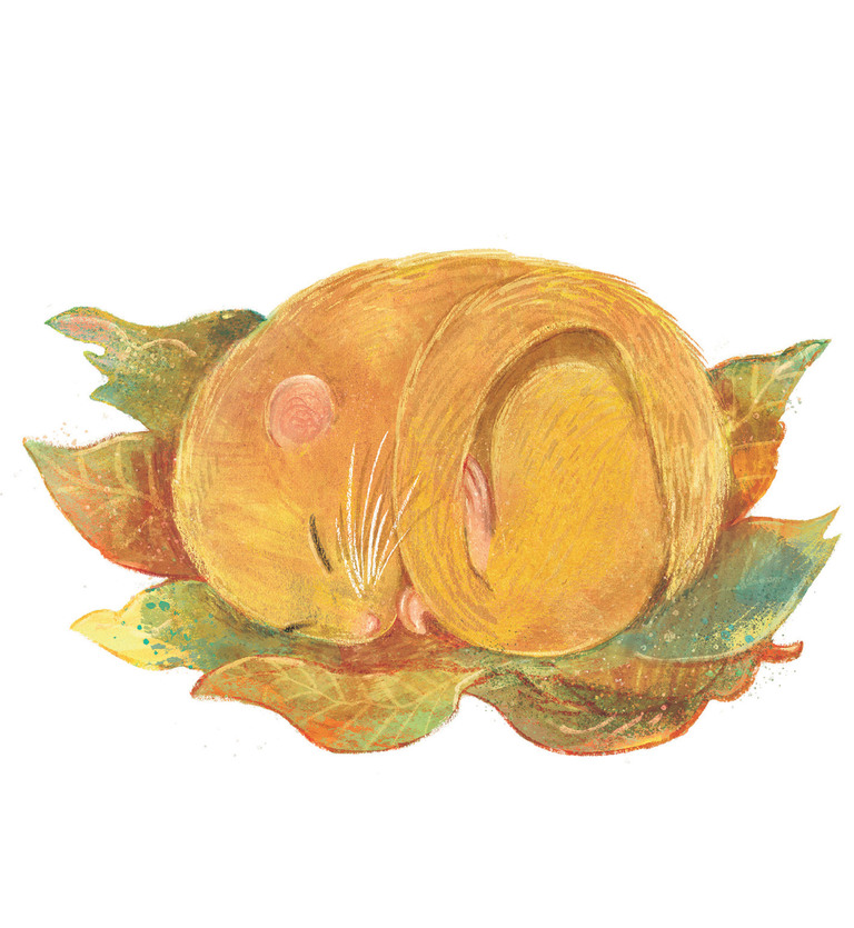 Illustration of a dormouse curled up on leaves asleep